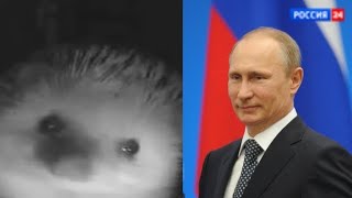 Ёжик чихнул, а Путин ему....но это "Россия 24"