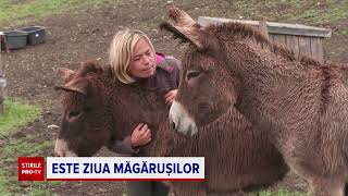 Animalul popular în România care dă laptele din care se face cea mai scumpă brânză din lume