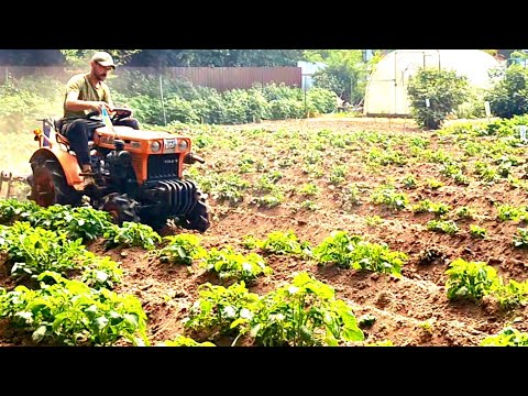 Видео: Моя методика🥔від буряну,Теща в шоці 13 років‼️Міні Японський трактор Кубота,в картоплі,підгортання🥔