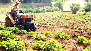 Моя методика🥔від буряну,Теща в шоці 13 років‼️Міні Японський трактор Кубота,в картоплі,підгортання🥔