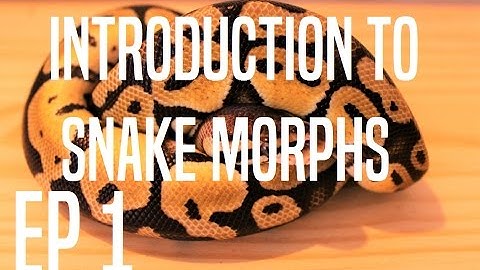 Introduction to Snake Morphs Ep.1: The Basics