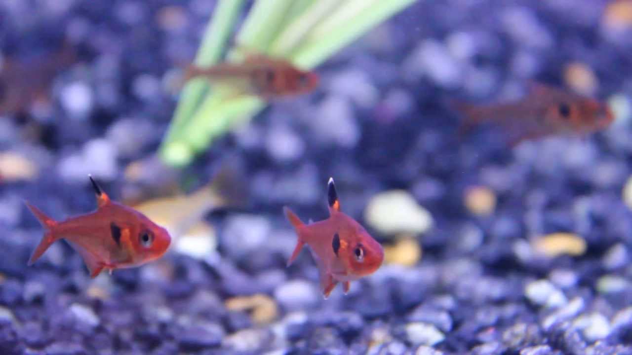 100 black phantom tetras