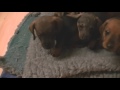 Miniature Dachshund Puppies