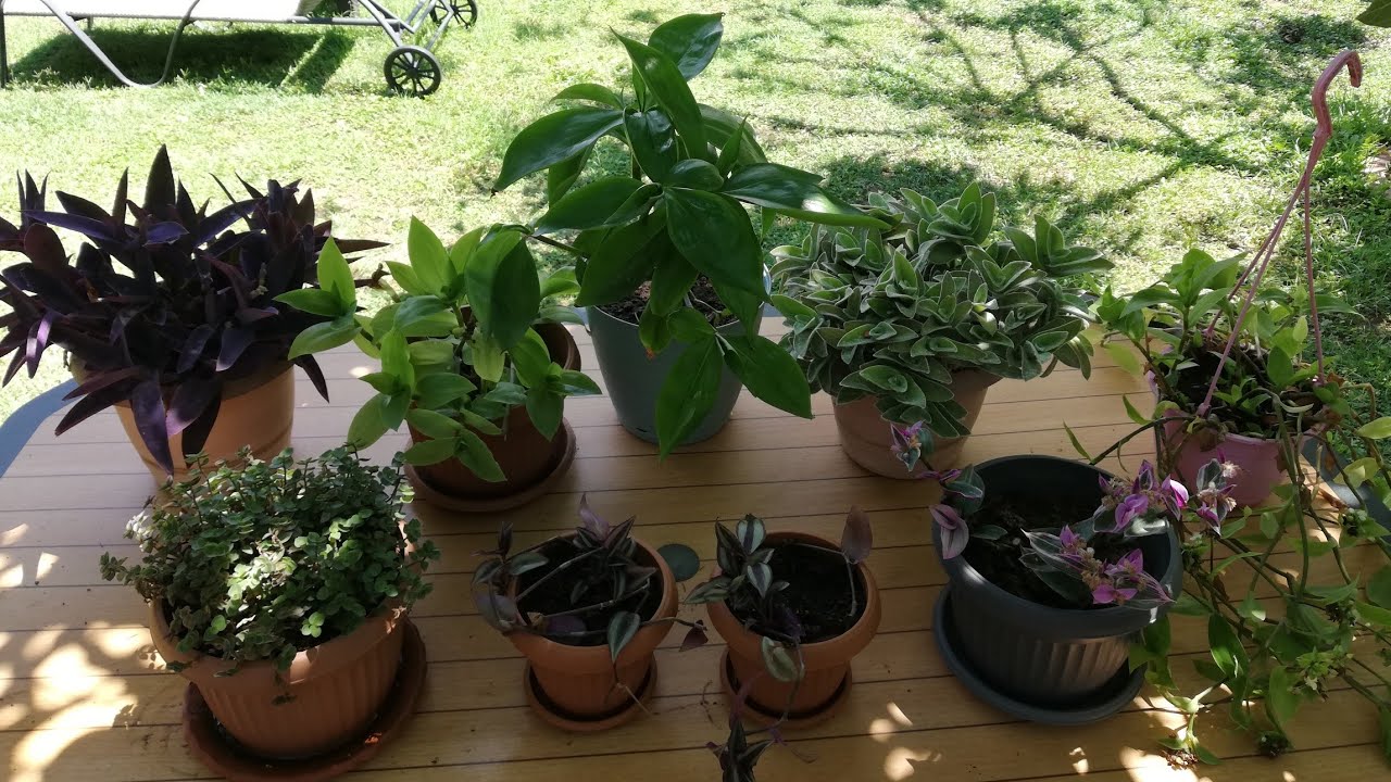 Evimde olan 8 çeşit telgraf çiçeği türleri #tradescantia Telgraf çiçeği bakımı, türleri, toprağı