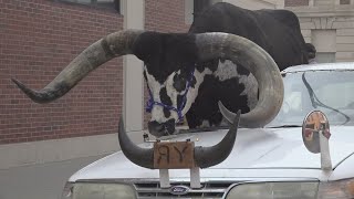 Man pulled over with bull in passenger seat (VIDEO)