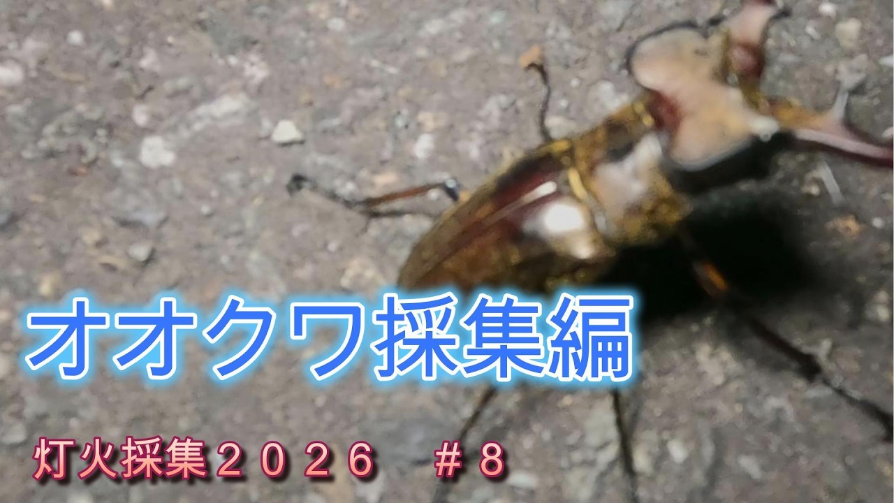 オオクワ灯火採集2026【＃8】 - YouTube