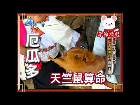 【厄瓜多】印地安人民間習俗 天竺鼠算命｜《世界第一等》年節精選版