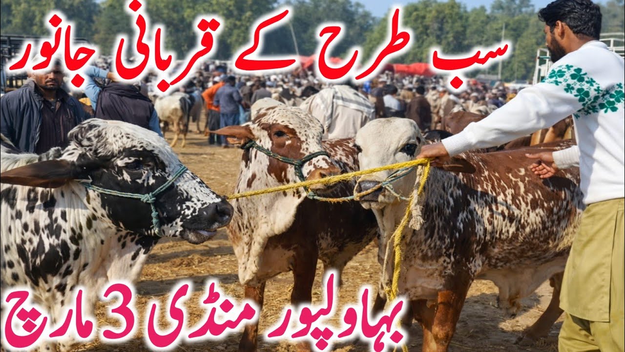 Bahawalpur Cow Mandi Pakistan Today | Pure Sahiwal & Cholistani Cows | Cattle & Buffalo Price Update