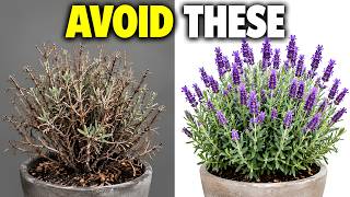 7 Things You Should NEVER Do to Your Lavender