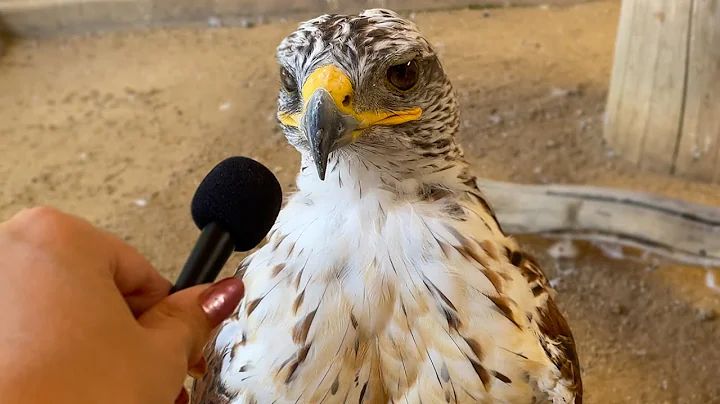 I interviewed animals with a tiny mic again - DayDayNews