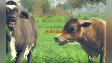 Sapi ketawa, sapi lucu, sapi moo, lembu, sapi joget, sapi super, sapi limosin, video sapi, cow.par=7