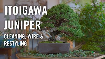 Itoigawa juniper bonsai. Cleaning, wire and styling at Bjorn Bjorholms Eisei-en.