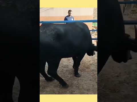 الجاموس الايطالي الاصلي