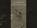 عشق درویش ISHQ E DARWAISH TikTok I Am عشق درویش 
