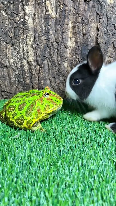 katak kodok kaget telolet