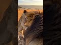 Lion cubs play alongside the alpha lion. #wildlife #funnymoments #shortvideos