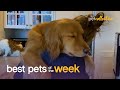 Dog-tired!!! | Best Pets of the Week