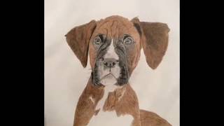 Drawing a boxer dog - Photo stages Drawing a boxer dog - Photo stages