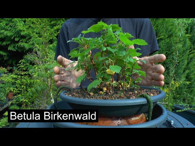 Bonsai forest, birch forest in a pot with self-watering. Development  towards autumn - YouTube