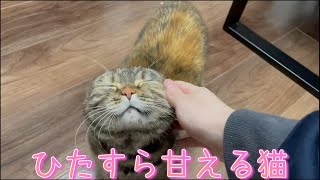 帰宅したら寂しくてひたすら甘えてくる猫ちゃんがかわいい