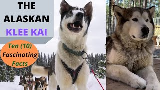 The Alaskan Klee Kai  Must Watch  10 Fascinating Facts (Including Size)!