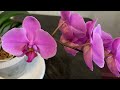 История одной орхидеи. Первое цветение.🌸🌸🌸