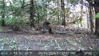 20240511 Chipmunk Squirrels Blue Jay Mouse Skunk Fox Raccoon Ruffed Grouse