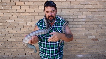 cuddles with karma my black headed python and my kids