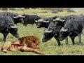 King Lion Attacks a Buffalo, a Herd of Buffalo Attacks