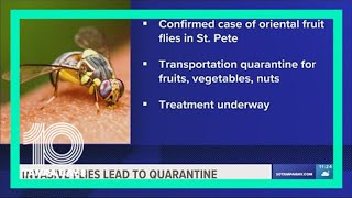 Invasive flies lead to quarantine over fears about fruits and veggies in St. Pete
