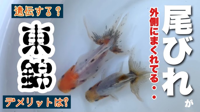 金魚の尾びれ 外側にまくれてるのはダメ 奇形 遺伝するの 金魚と東錦ch Youtube