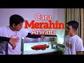 CARA SEDERHANA MERAHIN ARWANA