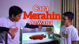 CARA SEDERHANA MERAHIN ARWANA