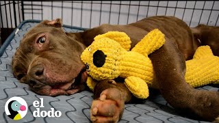 Pit bull asustado no dejaba la caja de ciruelas en la que lo encontraron | Puro Pitbull | El Dodo