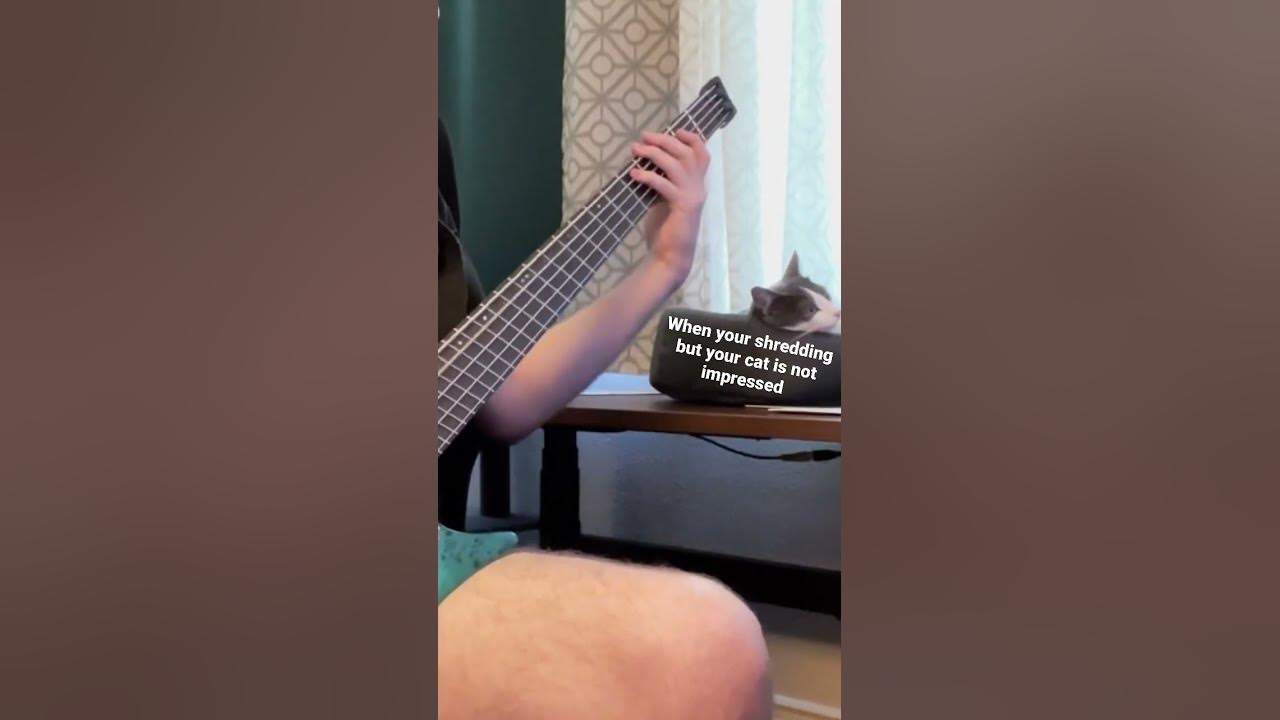Reverie - Polyphia ft. unimpressed cat