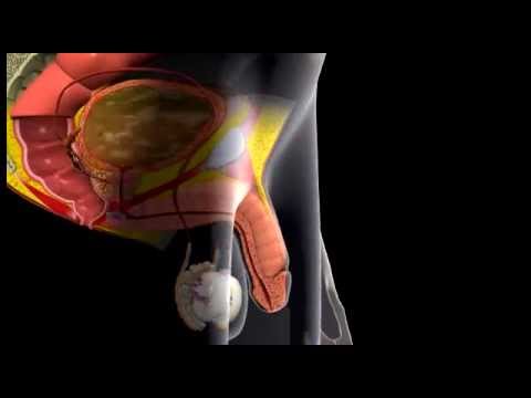 Erection and Ejaculation - 3D Medical Animation || ABP ©