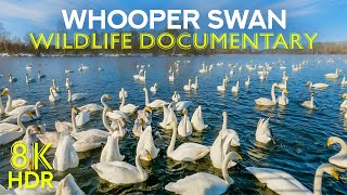 Whooper Swan - A Graceful Migrant | 8K Wildlife Documentary about Amazing Birds (Voiced by AI) by Animals and Pets 228 views 5 months ago 13 minutes, 35 seconds