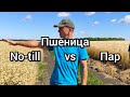 Пшеница на пару vs пшеница по No-till у Олега Новичихина