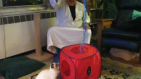 Catania the Siamese Cat attacks the ribbons....