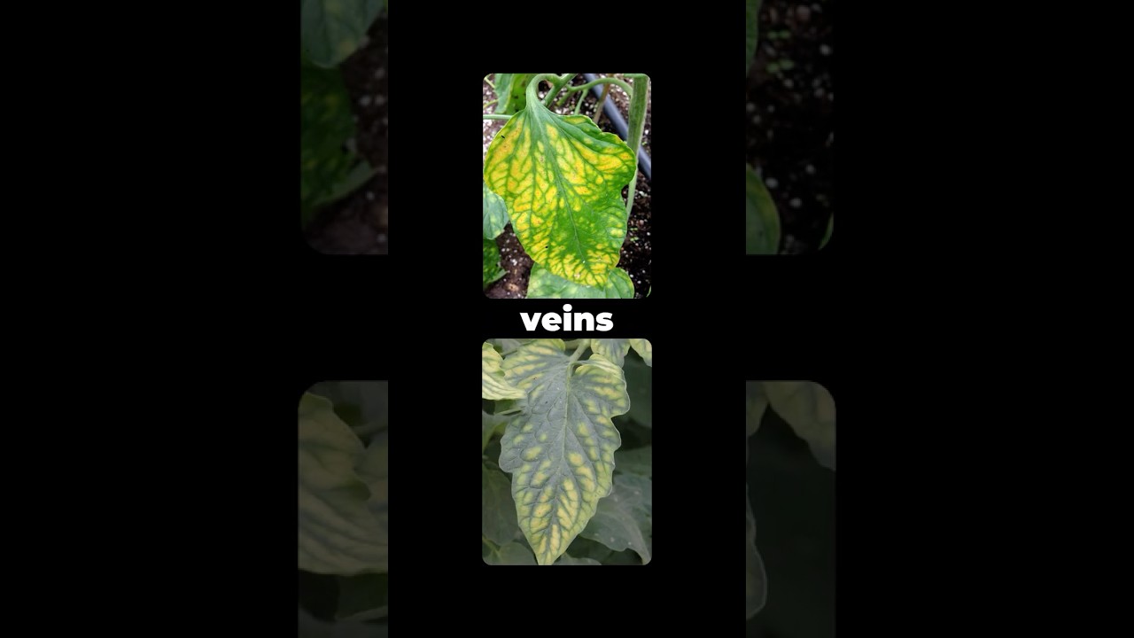 How to Identify and Fix Magnesium Deficiency in Plants 