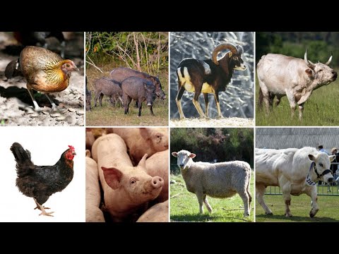 世界中で毎年消費される動物トップ10（1961-2018）