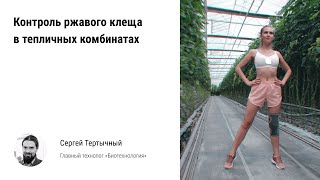 видео: 🏃 Контроль ржавого томатного клеща в тепличных комбинатах. Биотехнологии защиты урожая помидоров картинка: 🏃 Контроль ржавого томатного клеща в тепличных комбинатах. Биотехнологии защиты урожая помидоров