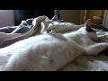 Kittens Moving In Pregnant Cat's Tummy