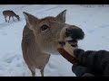 Ep. 45: The Leftover Deer Clips Video! Jan-Feb2021