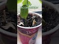 #kirkiimad LEAF DECOMPOSITION P2 | DetentionBreak #trendingshorts