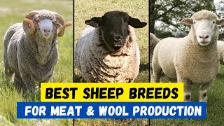 Top 10 Best Sheep Breeds For Meat & Wool Production | Profitable Sheep Breeds