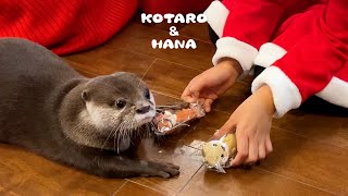かわいいサンタがやってきて喜びを隠せないカワウソ　The Otters Play with a Cute Santa on Christmas