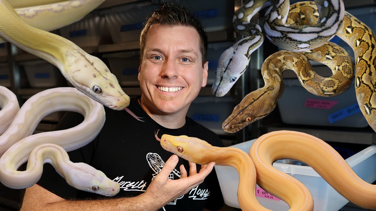 EVERY Snake Available at Reach Out Reptiles [Tinley NARBC Aftermath