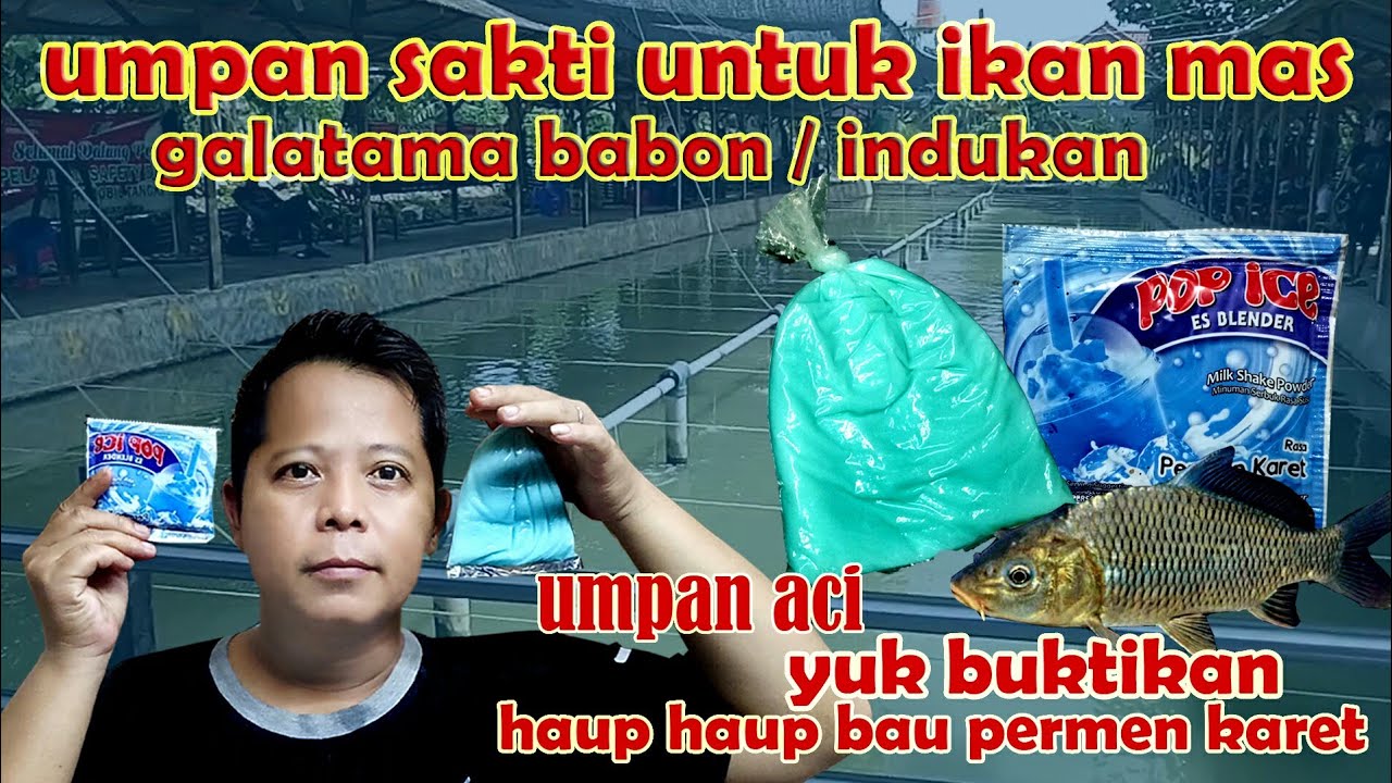 UMPAN ACI, SAKTI UNTUK IKAN MAS GALATAMA BABON/INDUKAN, haup haup bau