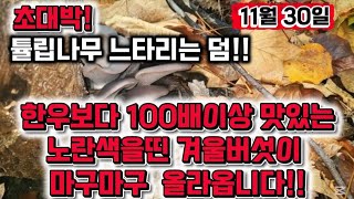 초대박!!  11월30일 겨울버섯인 노란색의 야생버섯들이 쏱아집니다.한우보다 100배이상 맛있는 이버섯!  느타리는 덤입니다!! 3키로 채취!!